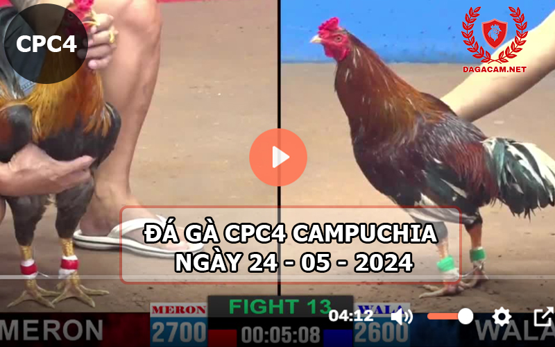 Video đá gà CPC4 ngày 24-05-2024