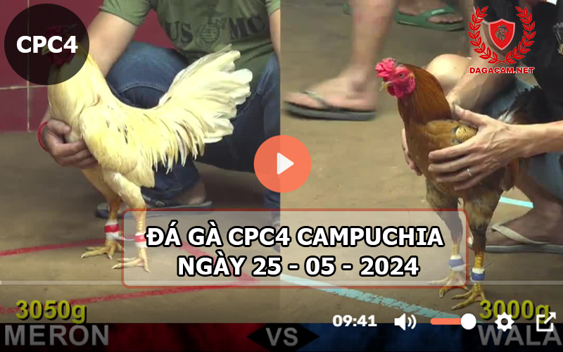 Video đá gà CPC4 ngày 25-05-2024