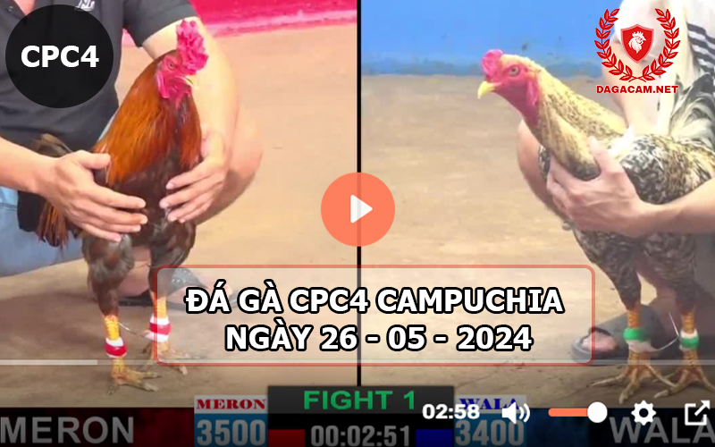 Video đá gà CPC4 ngày 26-05-2024