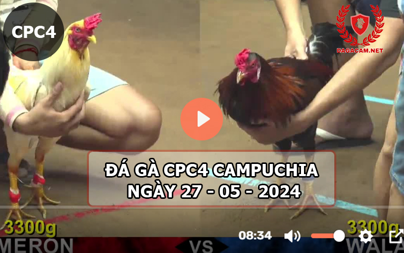 Video đá gà CPC4 ngày 27-05-2024