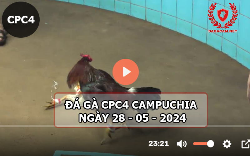 Video đá gà CPC4 ngày 28-05-2024