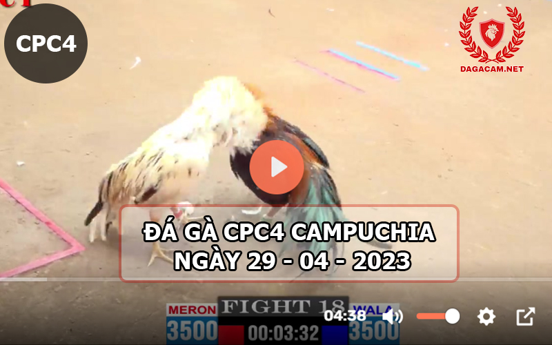 Video đá gà CPC4 ngày 29-04-2024