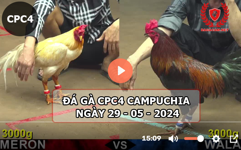 Video đá gà CPC4 ngày 29-05-2024