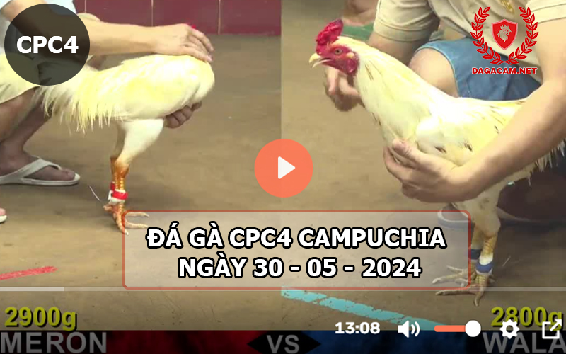 Video đá gà CPC4 ngày 30-05-2024