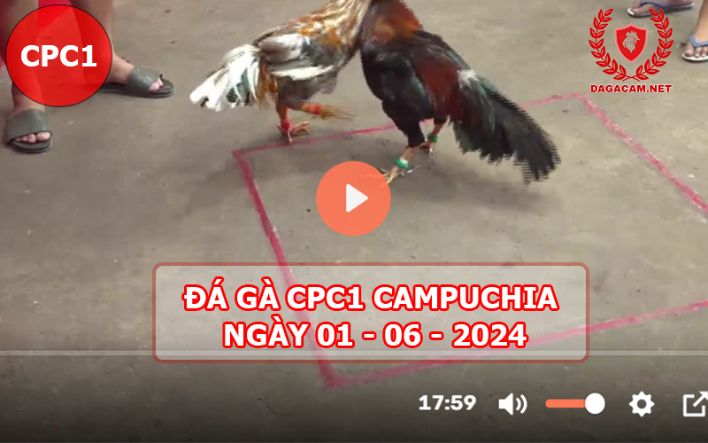 Video đá gà CPC1 ngày 01-06-2024