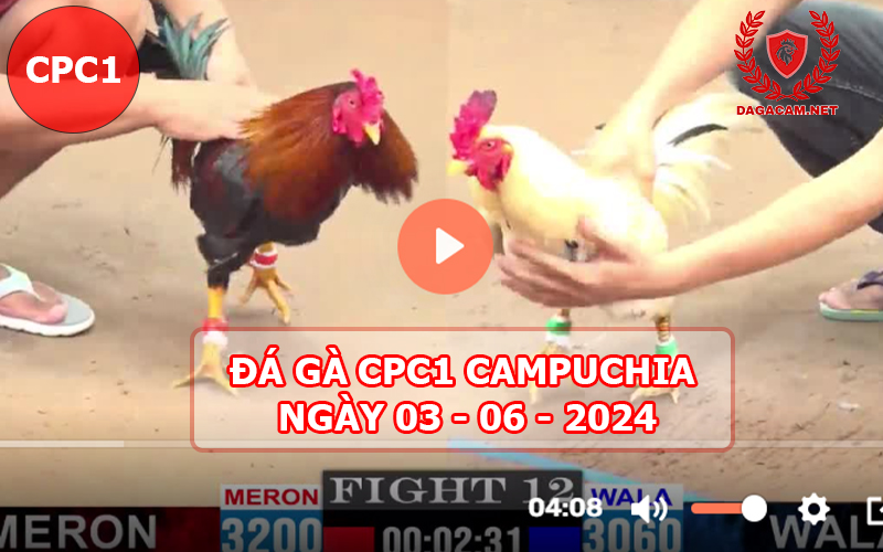 Video đá gà CPC1 ngày 03-06-2024