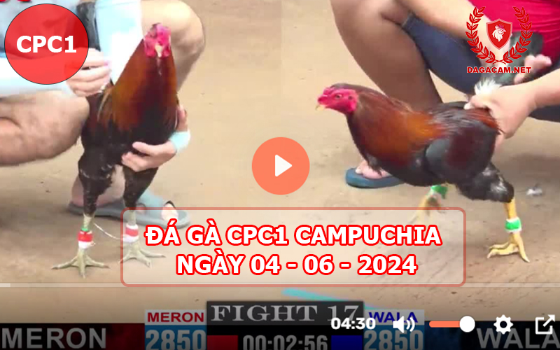 Video đá gà CPC1 ngày 04-06-2024