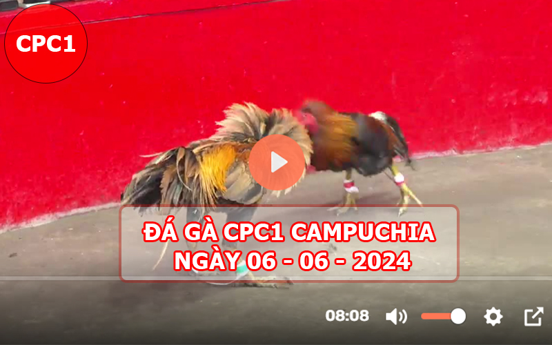 Video đá gà CPC1 ngày 06-06-2024