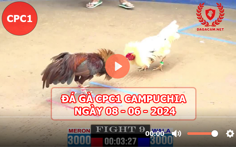 Video đá gà CPC1 ngày 08-06-2024