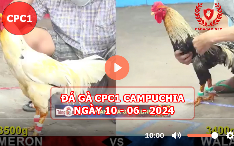 Video đá gà CPC1 ngày 10-06-2024