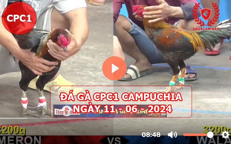 Video đá gà CPC1 ngày 11-06-2024