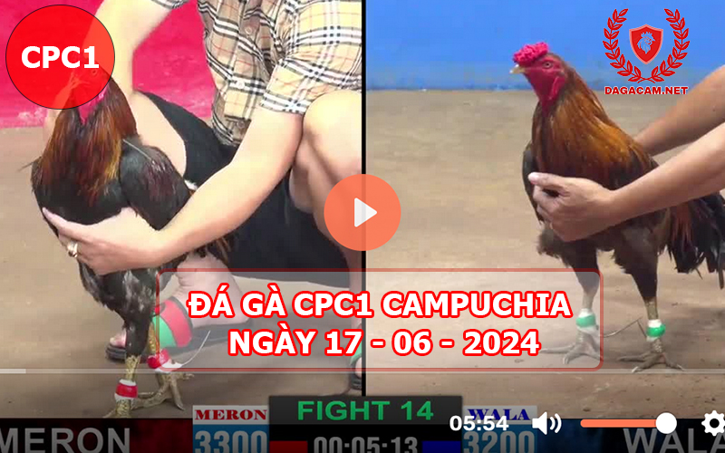 Video đá gà CPC1 ngày 17-06-2024