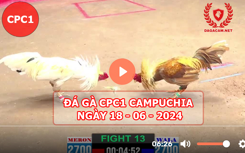 Video đá gà CPC1 ngày 18-06-2024