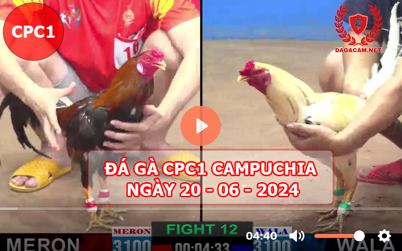 Video đá gà CPC1 ngày 20-06-2024