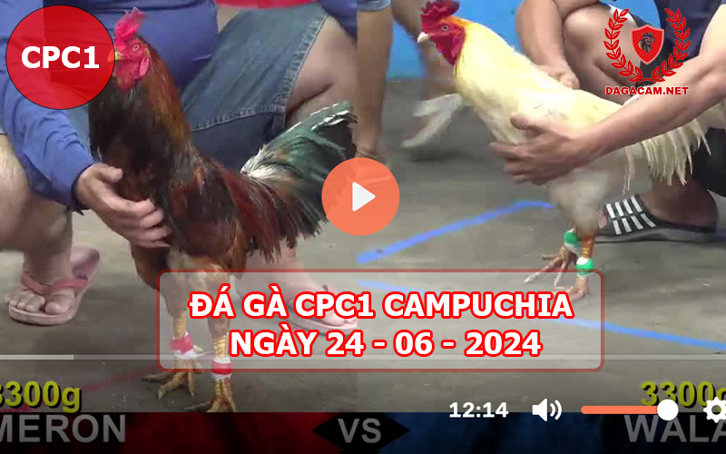 Video đá gà CPC1 ngày 24-06-2024