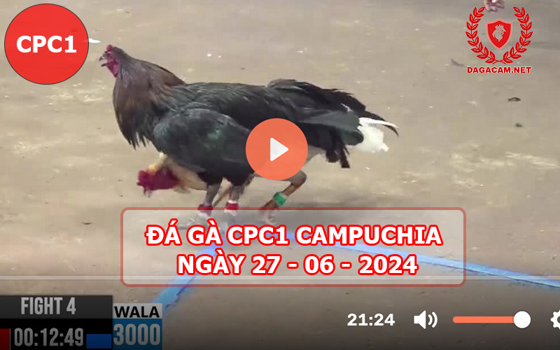 Video đá gà CPC1 ngày 27-06-2024