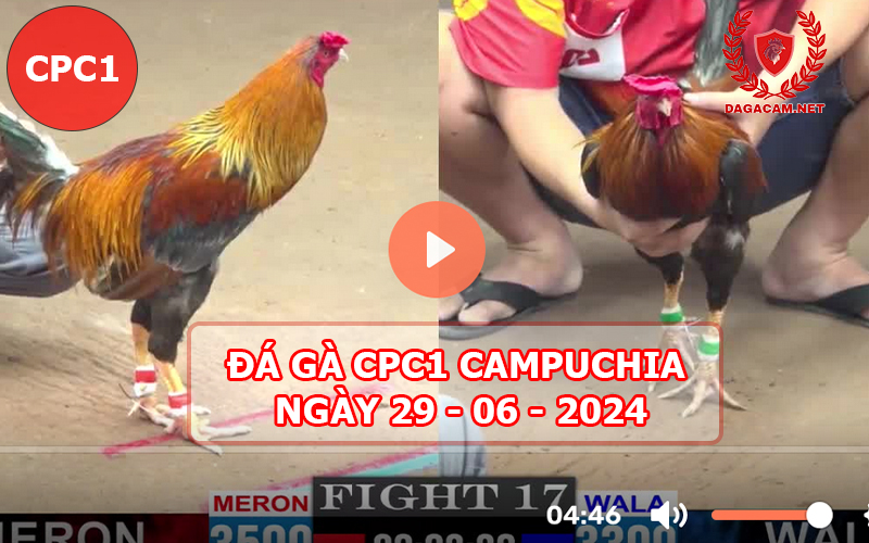 Video đá gà CPC1 ngày 29-06-2024