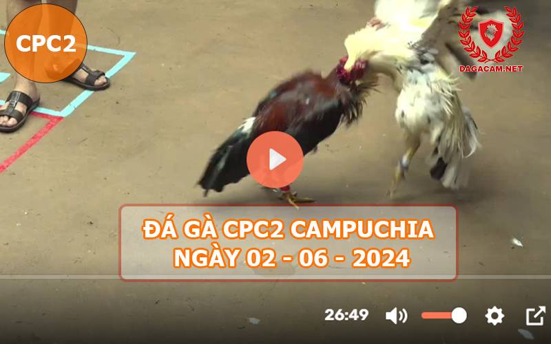 Video đá gà CPC2 ngày 02-06-2024