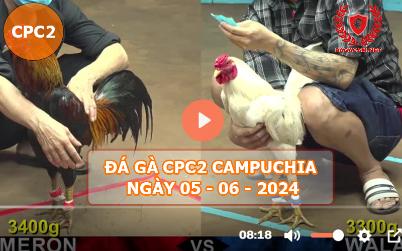 Video đá gà CPC2 ngày 05-06-2024