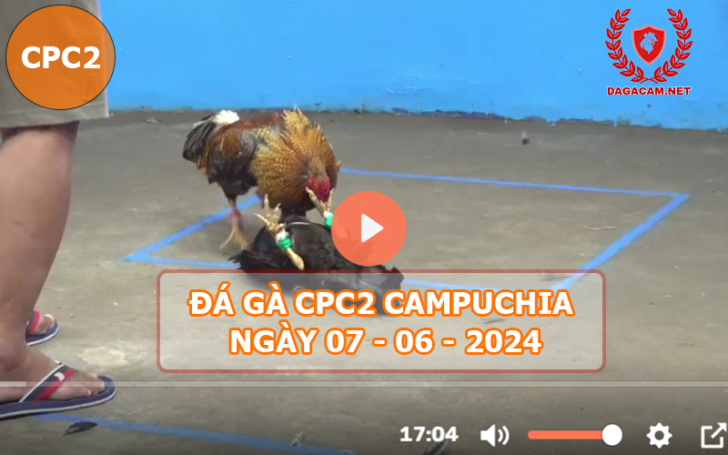 Video đá gà CPC2 ngày 07-06-2024