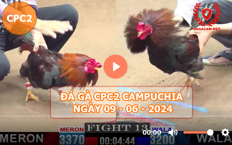 Video đá gà CPC2 ngày 09-06-2024