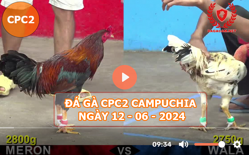 Video đá gà CPC2 ngày 12-06-2024