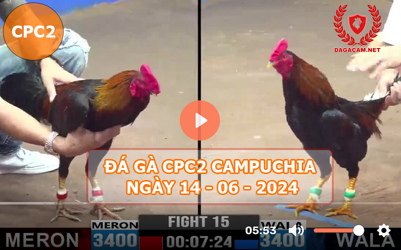 Video đá gà CPC2 ngày 14-06-2024