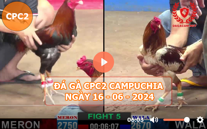 Video đá gà CPC2 ngày 16-06-2024