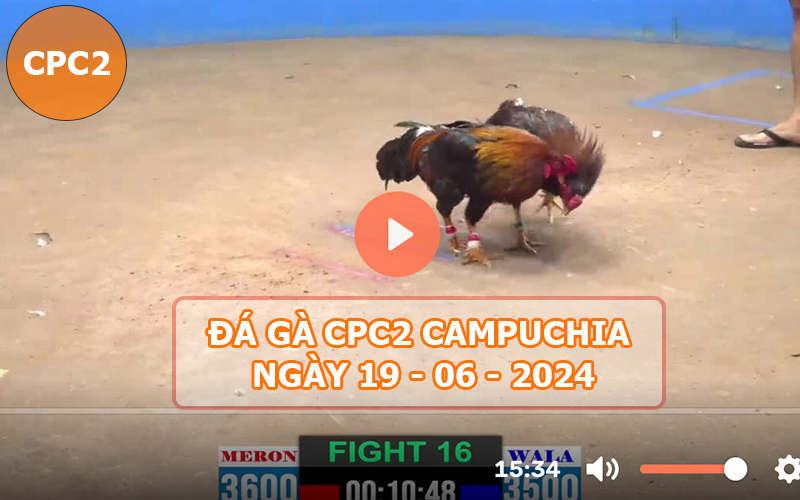 Video đá gà CPC2 ngày 19-06-2024