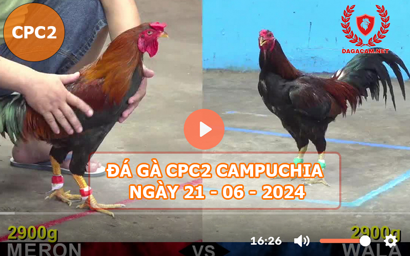 Video đá gà CPC2 ngày 21-06-2024