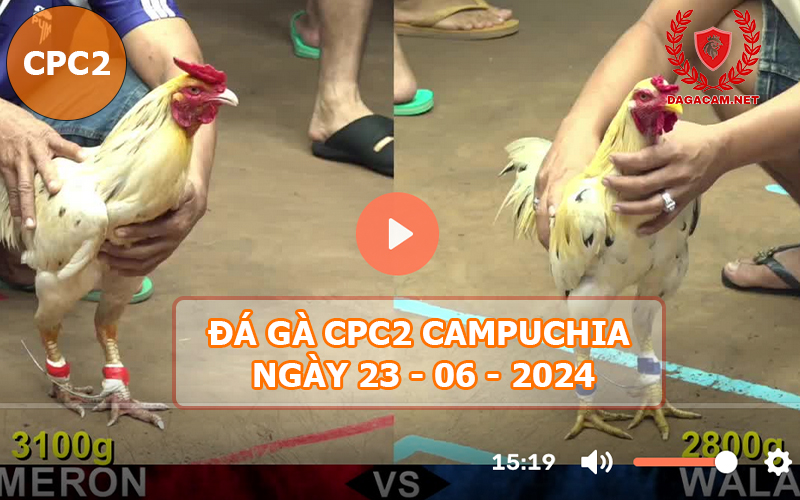 Video đá gà CPC2 ngày 23-06-2024