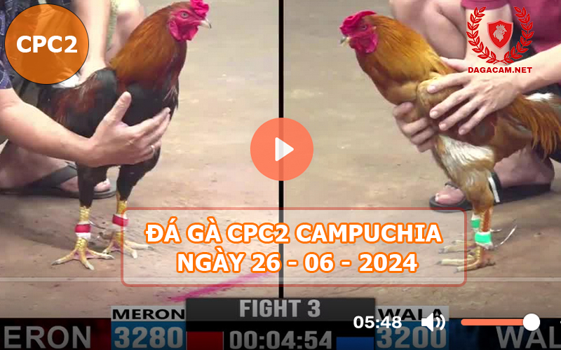 Video đá gà CPC2 ngày 26-06-2024