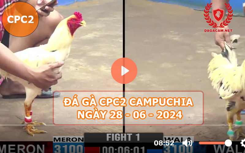 Video đá gà CPC2 ngày 28-06-2024