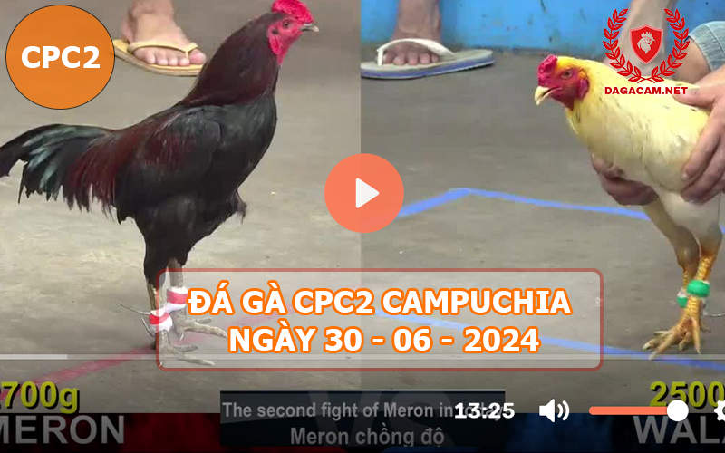 Video đá gà CPC2 ngày 30-06-2024