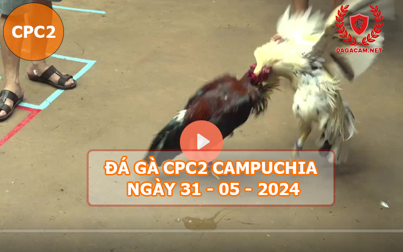 Video đá gà CPC2 ngày 31-05-2024