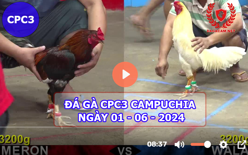 Video đá gà CPC3 ngày 01-06-2024