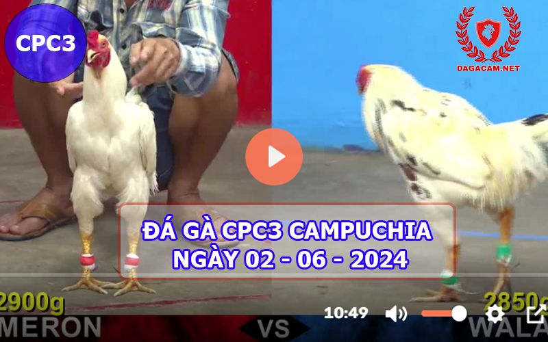 Video đá gà CPC3 ngày 02-06-2024