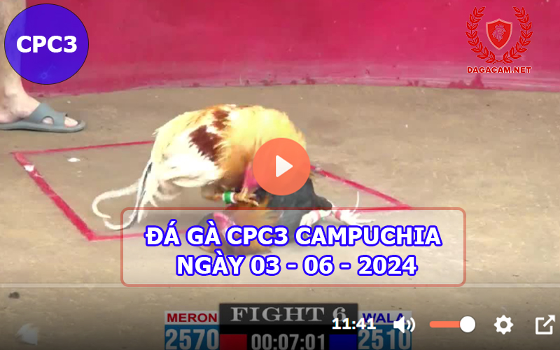 Video đá gà CPC3 ngày 03-06-2024