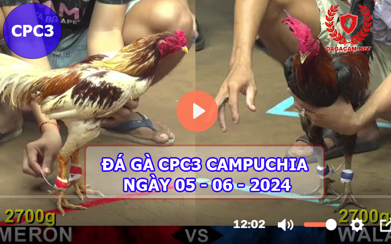 Video đá gà CPC3 ngày 05-06-2024