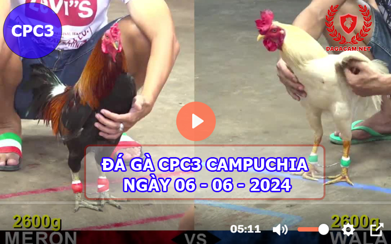 Video đá gà CPC3 ngày 06-06-2024