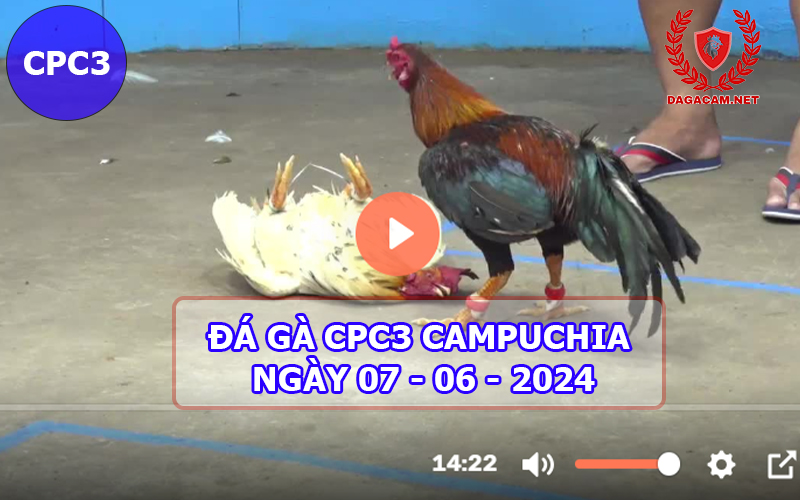 Video đá gà CPC3 ngày 07-06-2024