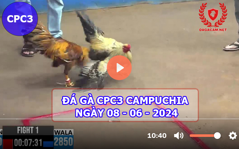 Video đá gà CPC3 ngày 08-06-2024