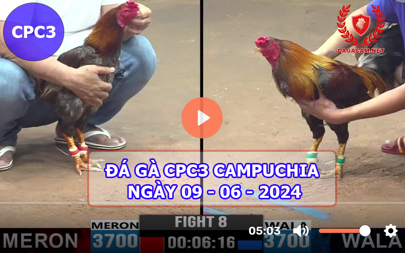 Video đá gà CPC3 ngày 09-06-2024