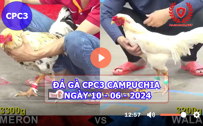 Video đá gà CPC3 ngày 10-06-2024