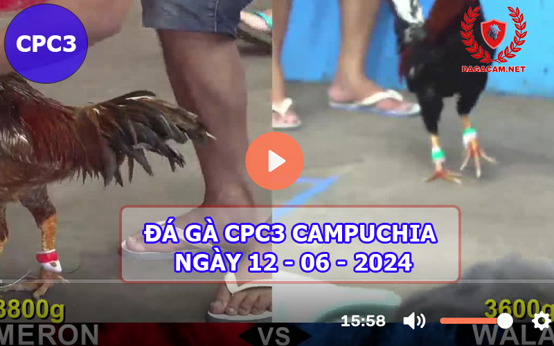 Video đá gà CPC3 ngày 12-06-2024