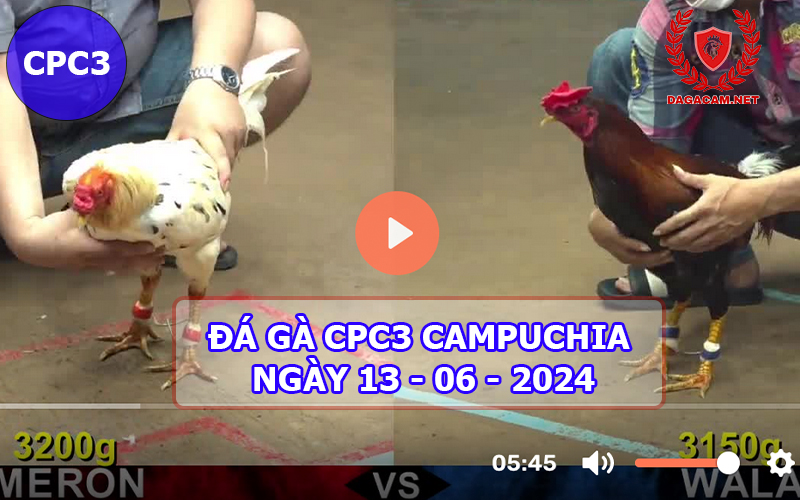 Video đá gà CPC3 ngày 13-06-2024