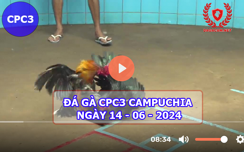 Video đá gà CPC3 ngày 14-06-2024