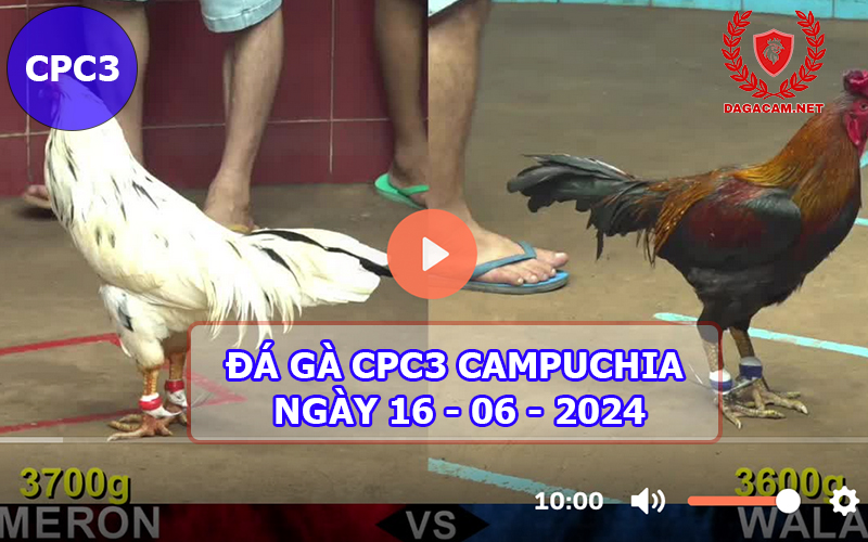 Video đá gà CPC3 ngày 16-06-2024