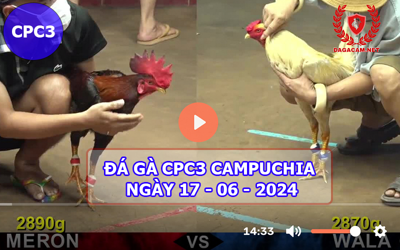 Video đá gà CPC3 ngày 17-06-2024