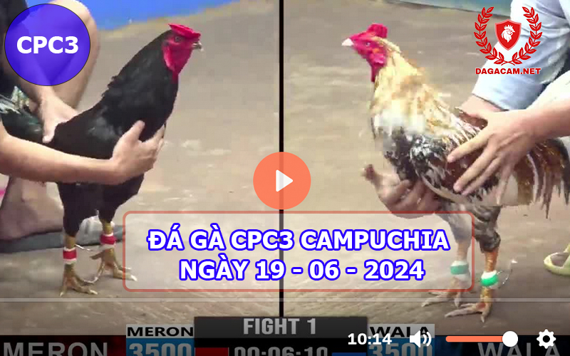 Video đá gà CPC3 ngày 19-06-2024